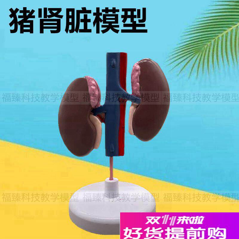 猪解剖模型仿真肾脏皮肤穴位针灸动物内脏畜O牧兽医牲口泌尿系器