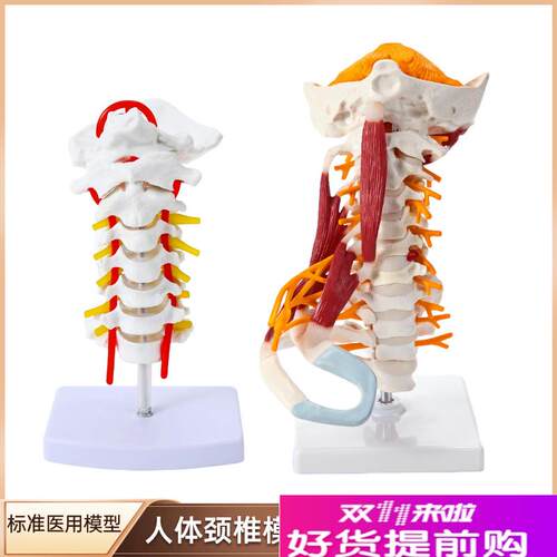 高级颈椎带肌肉椎动脉后枕骨椎y间盘与神经模型颈椎带肌肉模型颈