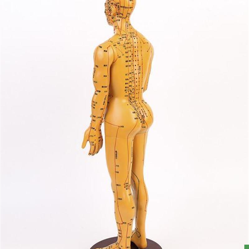 高清针灸穴位人体模型经络u小人针灸铜人中医人体穴位模型人男女