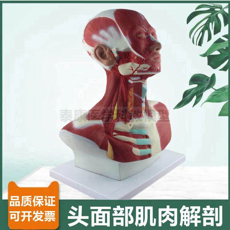 面部肌肉解剖深浅头颈颅脑可拆y卸临床麻醉教学颈部神经血管局部