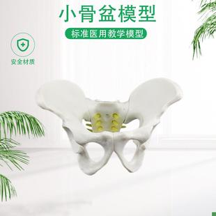 盆骨模型小型人体骨盆模型分娩示范教学模P型桌上礼品模型包邮