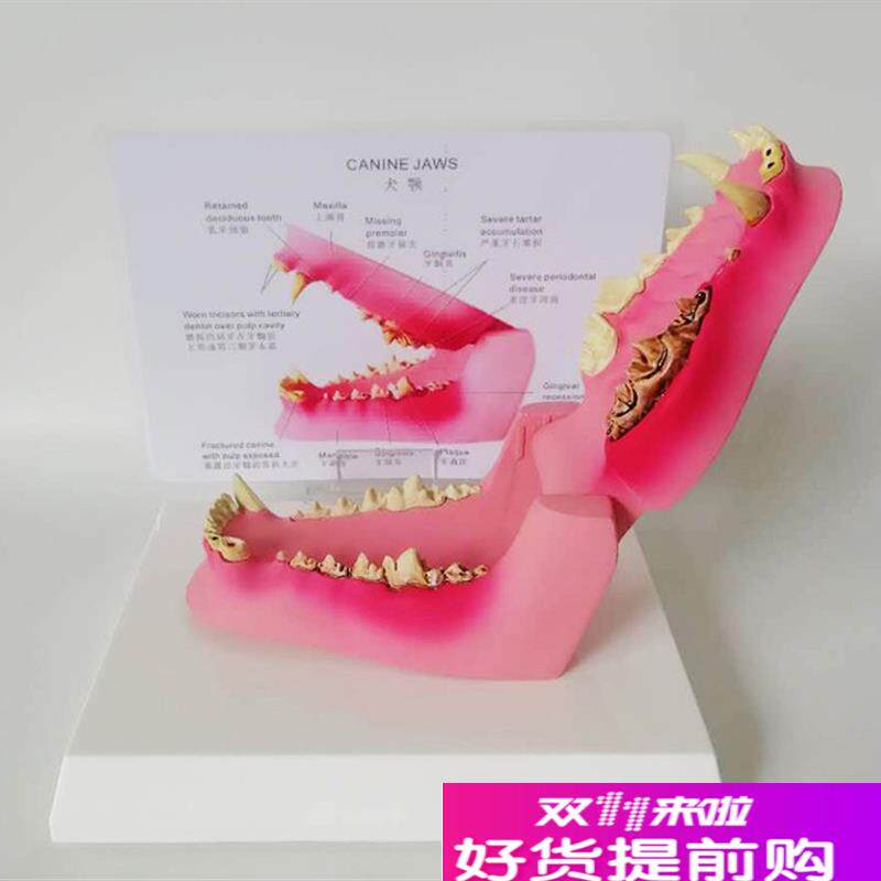 病态狗牙模型动物骨骼牙龈发炎动物模型兽O医教学教仪直销优惠