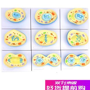 ENOVOe颐诺细胞有丝分裂模型9部件核模核仁染色体细胞质纺锤丝细