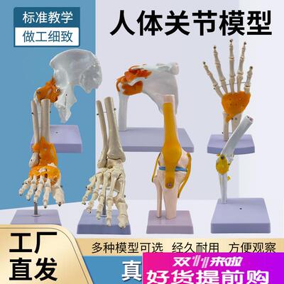 1:1正常大脚关节附韧带模型/跗骨间/E跗跖/跖骨间/跖趾/趾骨间关