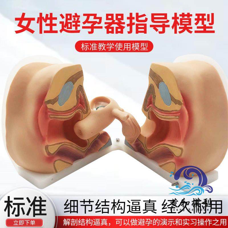 女性生殖器模型宫颈子宫t外阴道卵巢妇科检查避孕教学训练1比1
