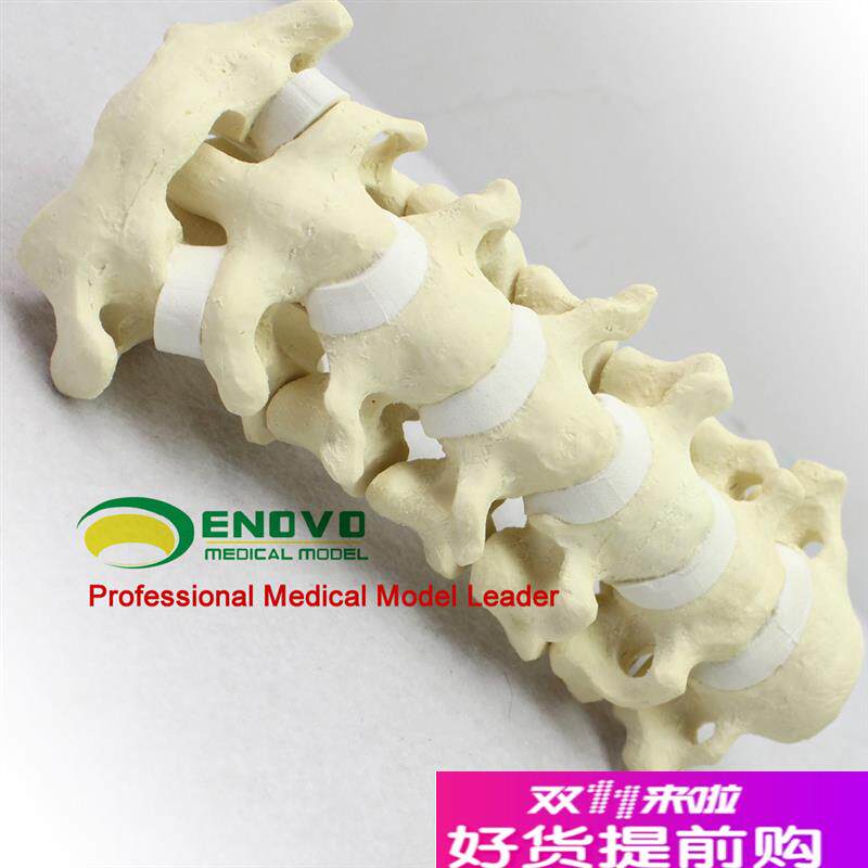 ENOVO颐诺i骨科仿真人体颈椎模型医学骨科手术仿真骨颈椎前路后