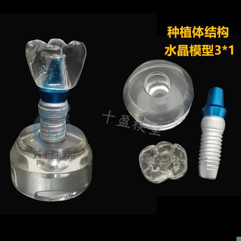 牙齿模型牙d齿水晶种植体练习模型种植体可拆卸口腔教学培训