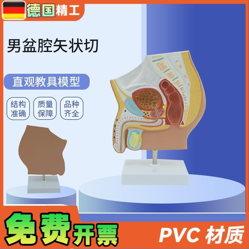 德国】PNT-0577男性生殖泌尿盆腔系统骨盆O正中矢状切模型男盆腔