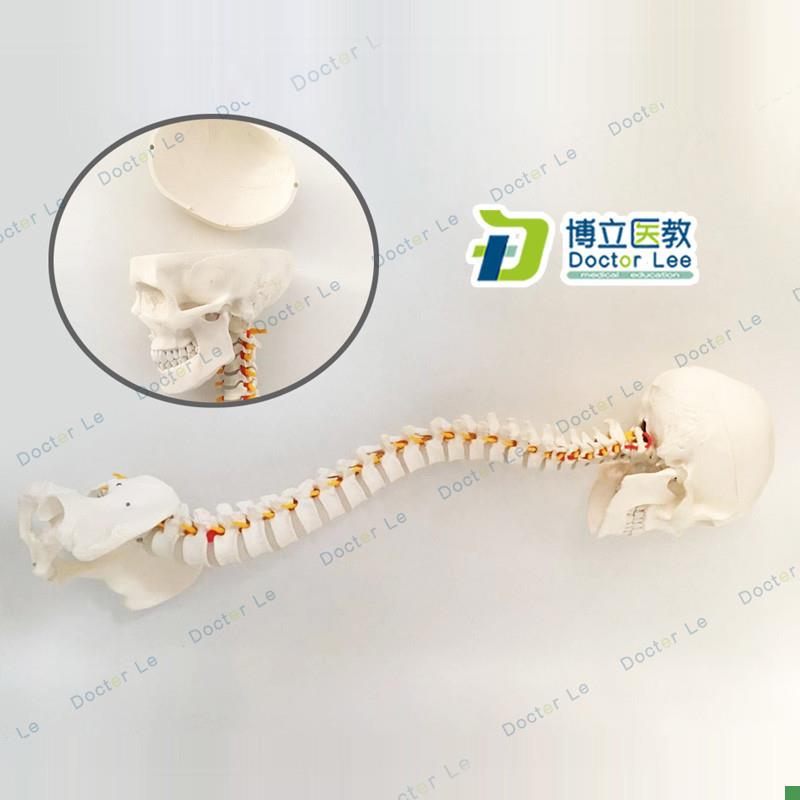 人体脊柱模型1:1成人正t骨练习脊椎模型颈椎腰椎模型脊柱带头骨模