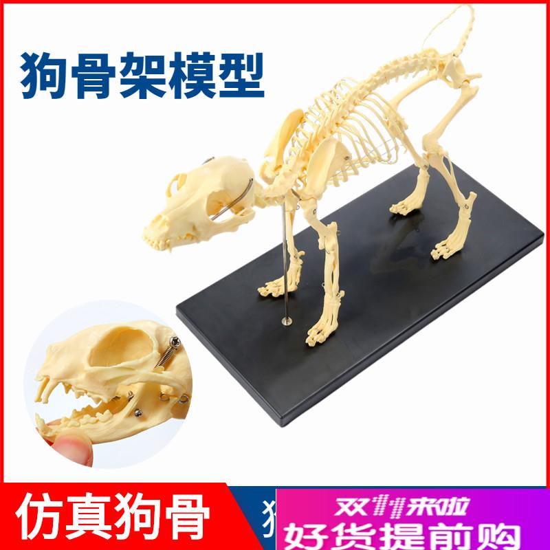 狗骨架动物犬骨骼k兽医教学教具动物模型猫骨架犬科教学宠物厂家