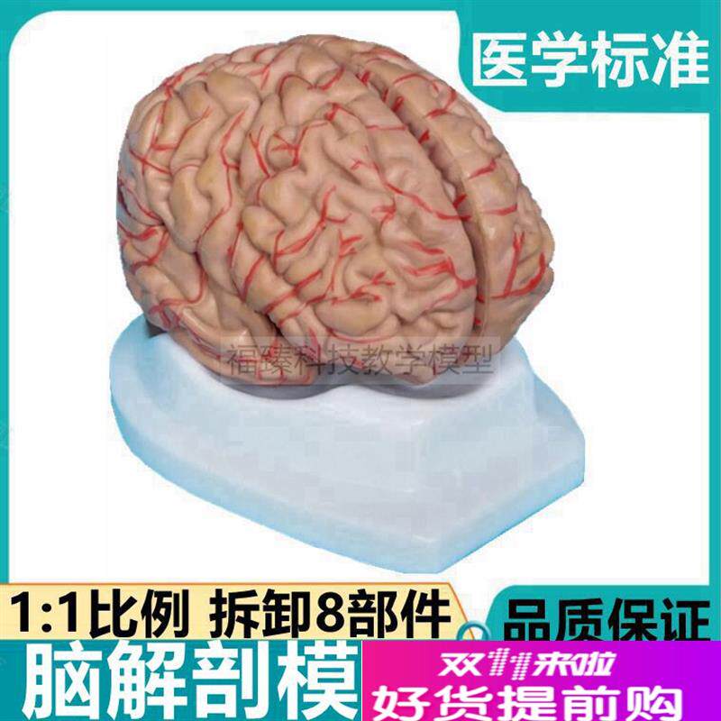 人体脑解剖模型8件脑干血管大脑皮层功能区标P识医用早教智力科普