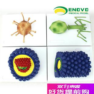 ENOVO正品微生物学病毒模型杆状病毒腺病毒噬菌体U病毒艾滋病毒学