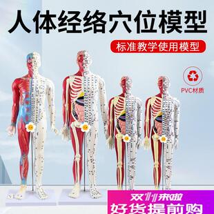 6085cm半皮半肌肉骨骼内脏教学模型中医针灸人体经Z络穴位模型
