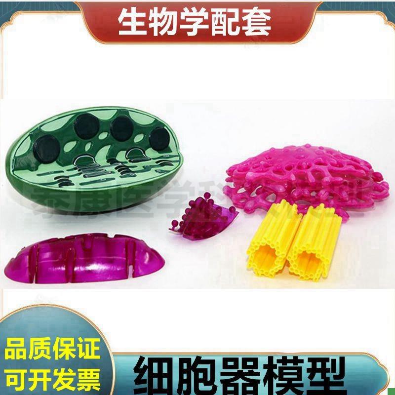 细胞器模型高尔基体中心体核糖体细胞核动M植物细胞膜流动镶嵌模