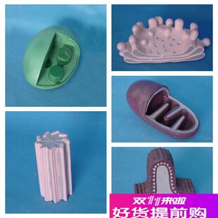 康泰细胞器c模型叶绿体中心体线粒体高尔基体初高中生物教学仪器