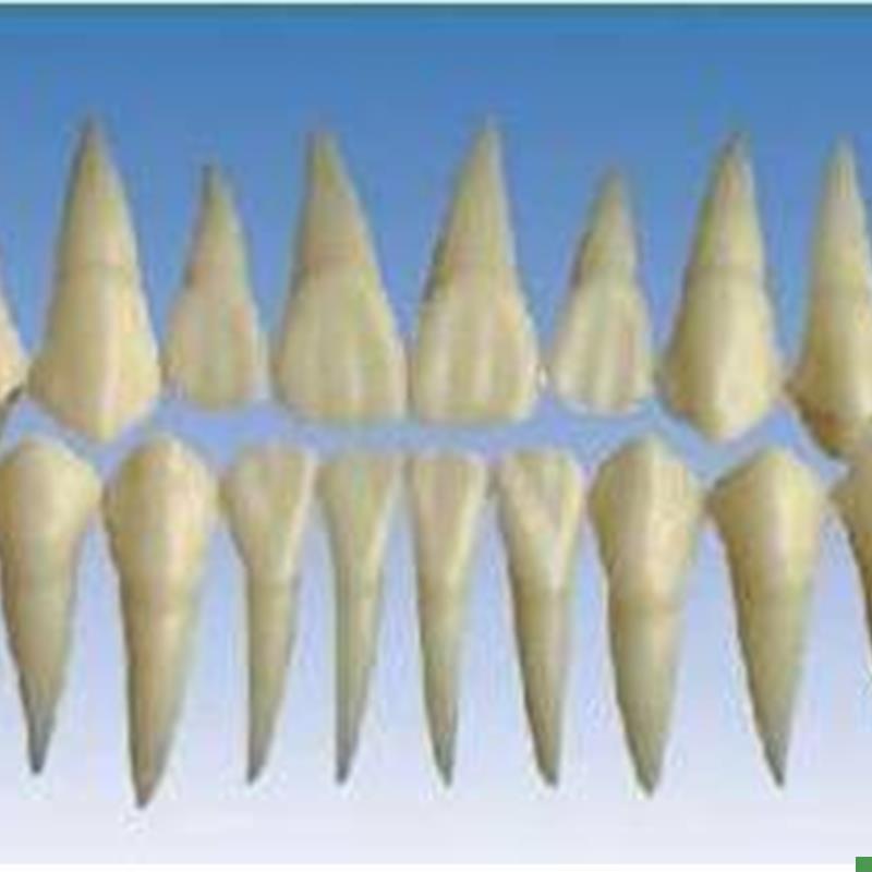 2倍大单色牙粒牙齿模q型雕牙指导牙冠牙体解剖学牙齿构造模型