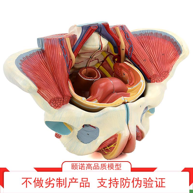ENOVO颐诺女性骨盆腔盆底肌肉群盆底肌模型血管神U经生殖系统子宫