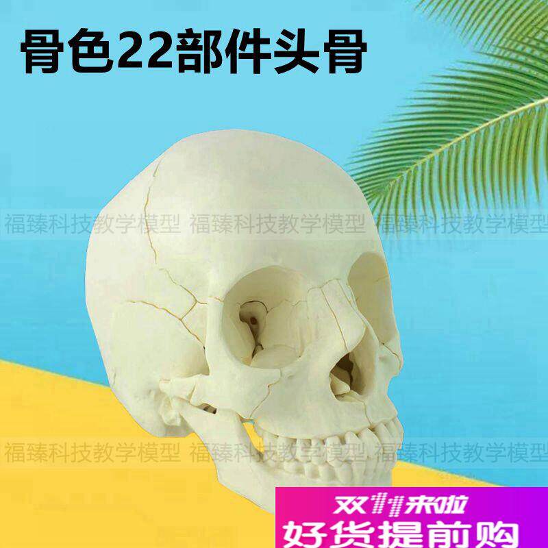 1比1头骨模g型拆卸22块反复拼装颅骨结构仿真法医用教具塑胶骨髅