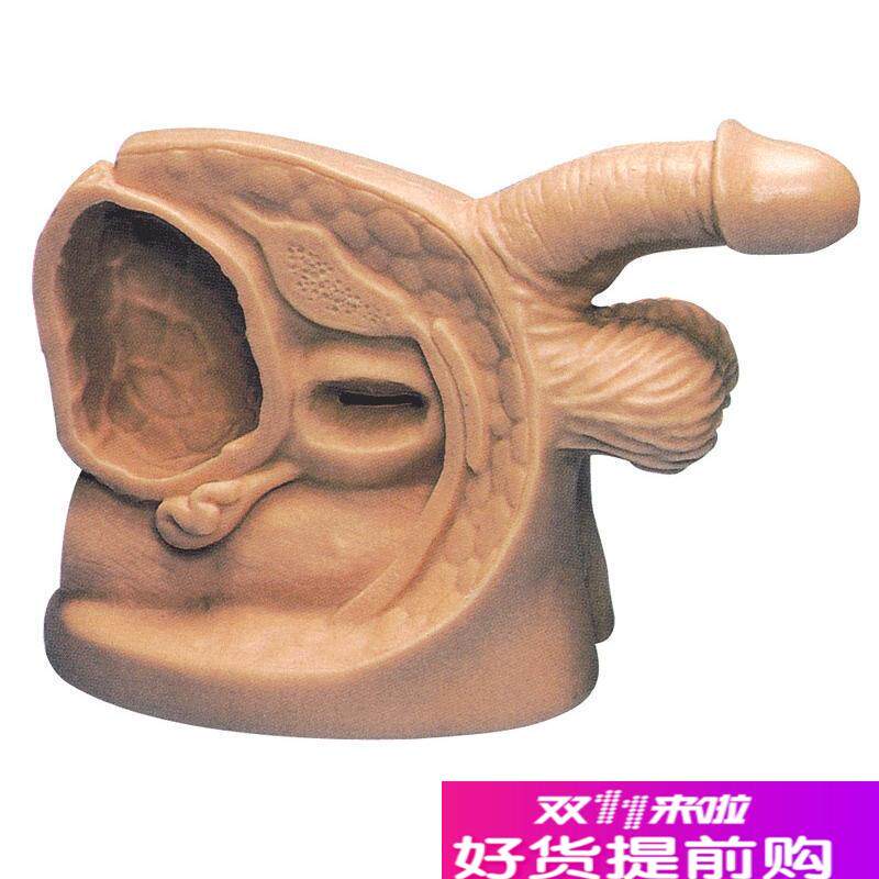 男性内外生殖器模型及导尿模型SGD/H18E
