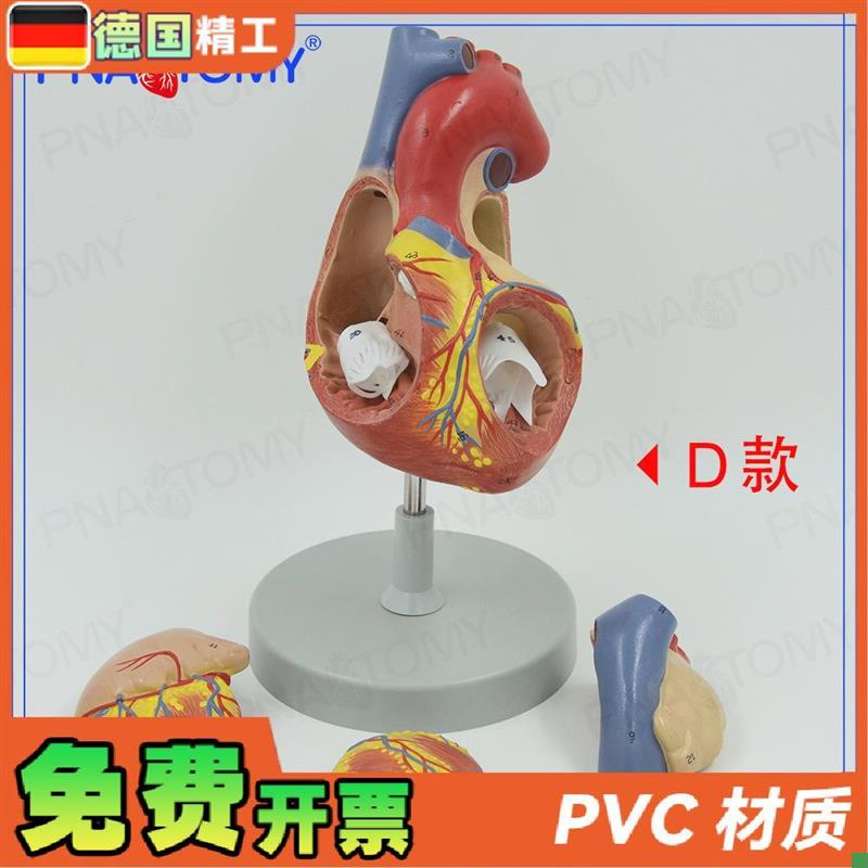 德国】两倍大心i脏模型人体心脏放大解剖教具四部件教学演示可拆