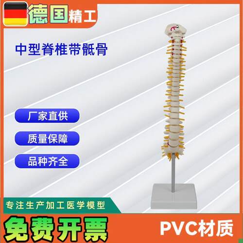 人体中型脊椎合k集人体骨骼模型脊椎模型骨架医学教具