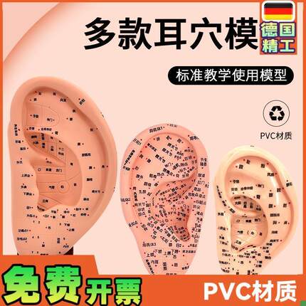 超清晰经络通人体针灸穴t位模型针灸耳针穴模型耳模16cm耳朵