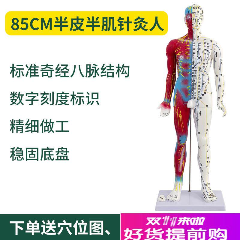 80cm刻字超清晰男性人体经络模型H中医铜人针灸穴位带肌肉解剖