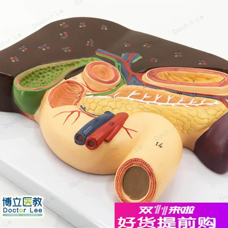 胰脾肝胆十二指肠浮雕模型肝模B型胰腺模型十二指肠模型胃模型