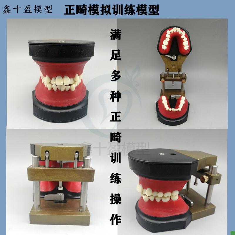 牙科正畸训练模i型牙齿矫正练习弓丝弯制Typodont可变蜡堤包邮