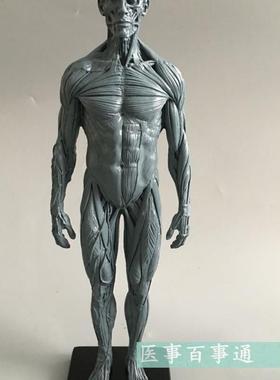 设计绘画CG参考医用艺用人体肌肉D骨骼解剖结构模型美术灰色肌肉