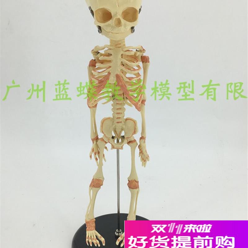 婴儿骷髅模f型婴儿骨骼模型幼儿骨架人骨模型素描人体教学