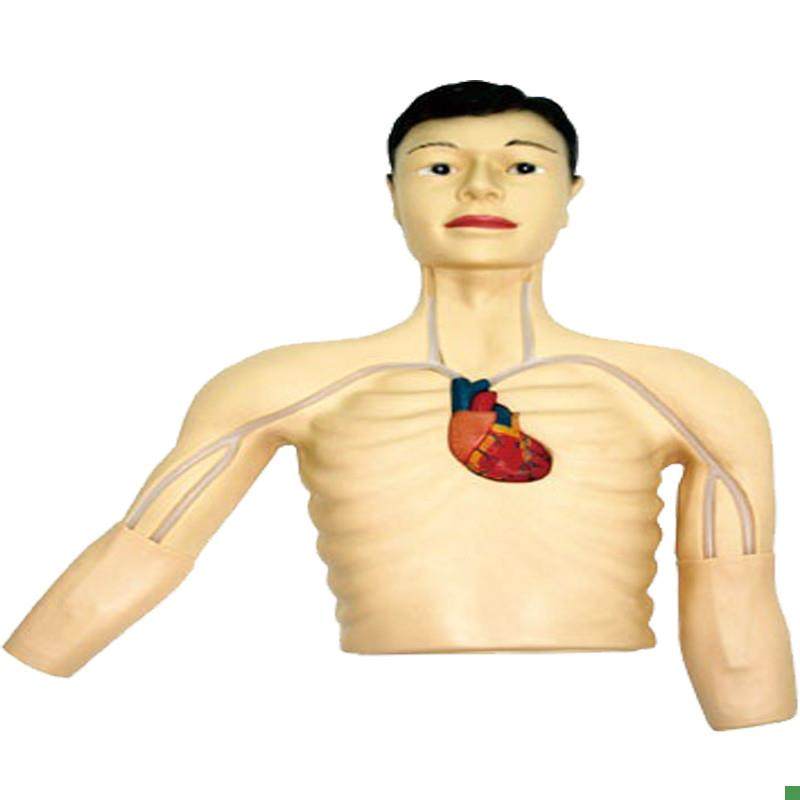 PICC介入模型佳悦医学模型JYX/L69E