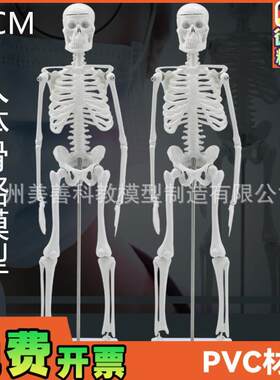 人骨架标本模型人体骨骼模型45CM关节可活动Q教学有支架骷髅骨架