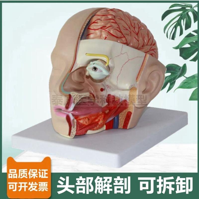 面部解剖模型医美整形教学局部鼻腔咽喉口腔脑外科医X生用头部结