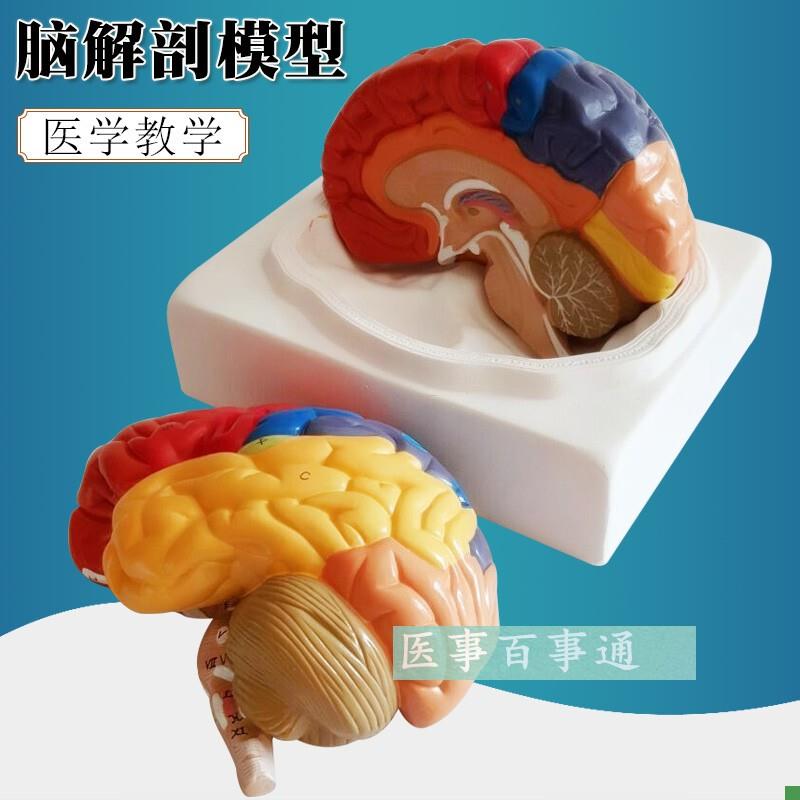 医学教学a人脑模型人体脑色分带血管八件套,人体脑解剖模型脑模型