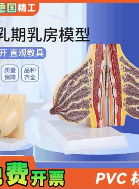 德国】哺乳期乳房模型医学教学解剖乳房模型人体女X性胸部结模具