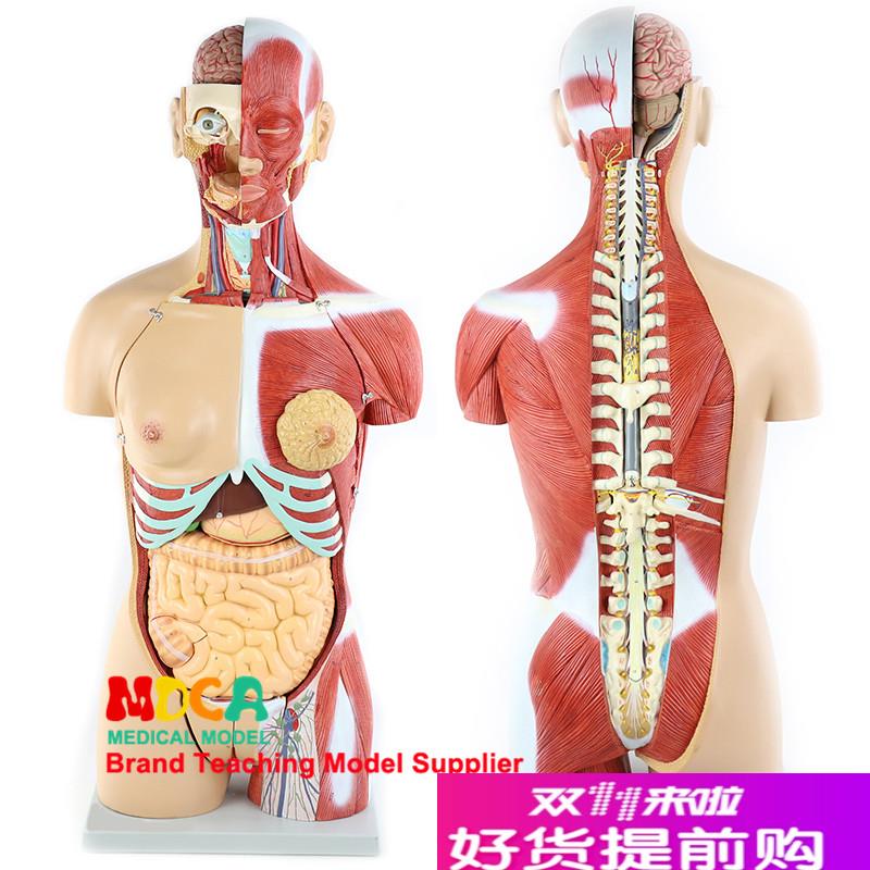 85cmb拆解28部件双性人体肌肉躯干内脏解剖模型肝肠胃医学MQG203