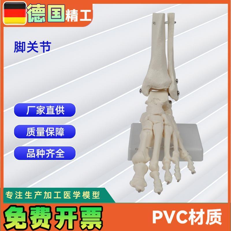 脚骨关节模型人体关节模M型教学模型脚骨