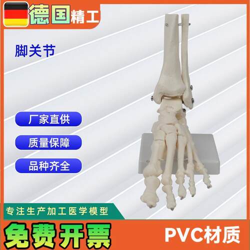 脚骨关节模型人体关节模M型教学模型脚骨