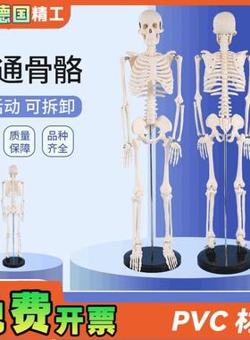 德国PNT-0g10685cm人体骨骼模型骨架正骨健身房瑜伽展示教学写