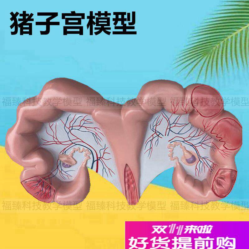 母猪子宫模型仿真立体动物内脏解剖针灸穴位猪胃T可拆卸兽医畜牧