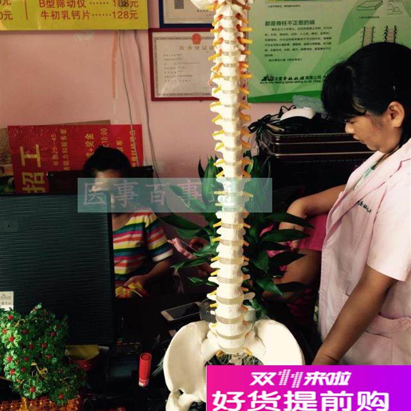 (全国包邮)85cm自然大脊椎模型11比例人体S脊柱带骨盆椎间盘