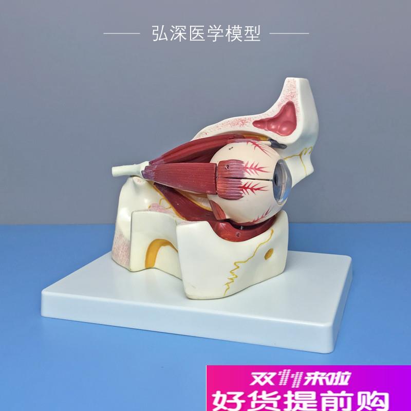 眼球与眼眶放大模型眼外肌肉眼睛解剖眼部视神经结构3.倍放大可拆