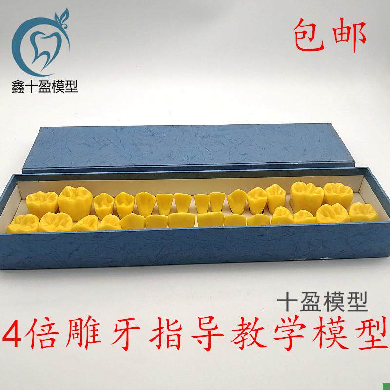4倍标准雕刻牙齿模型口腔u牙科教学对照模型雕牙顺序模型包邮D19