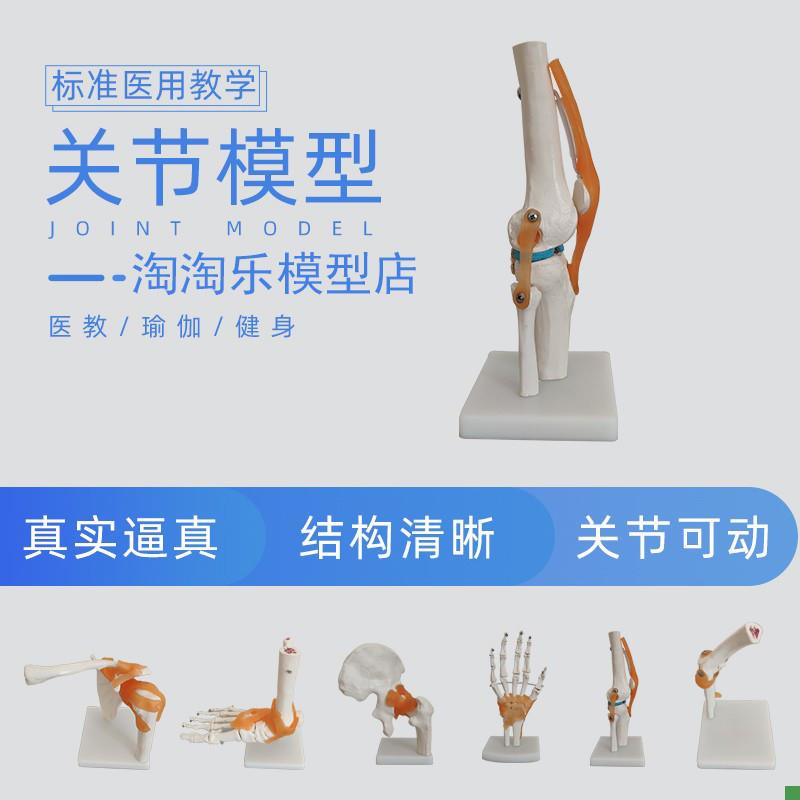 人体膝关节肩关节肘髋手脚加v固骨骼模型医学教用韧带颈椎腰椎塑