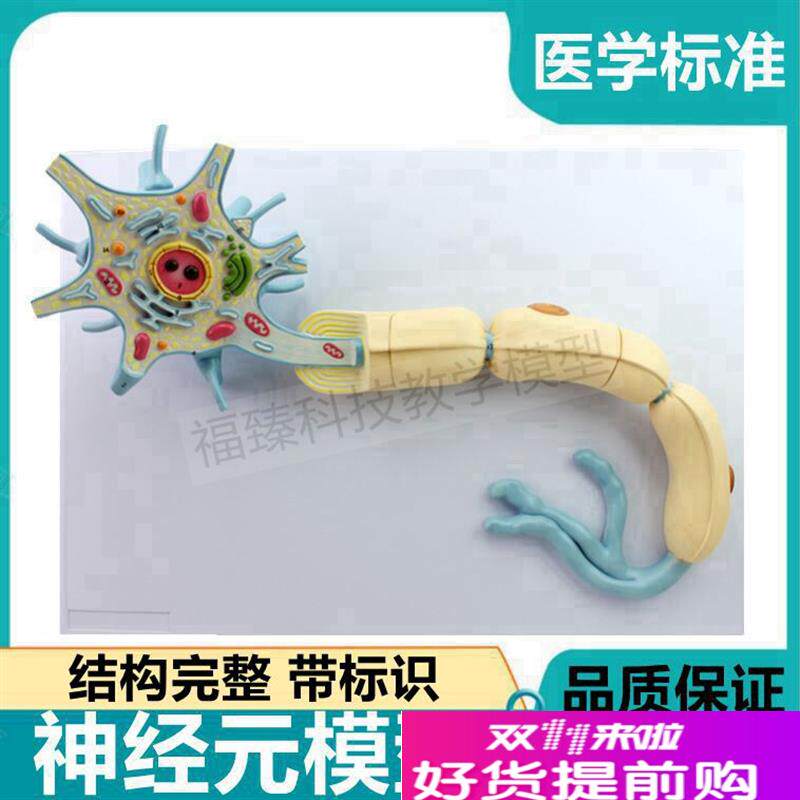 神经元模型胞体树突轴突髓鞘w神经细胞脊髓中枢突触反射弧模式传