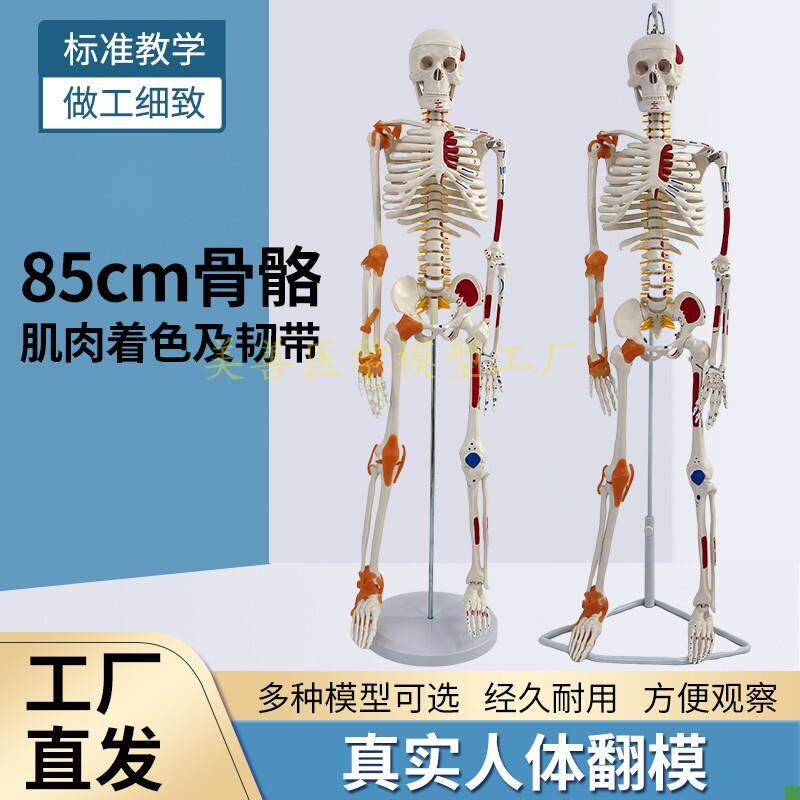 85CM人体骨骼带神经带椎间盘模型骨架附肌肉O起止点着色及韧带模