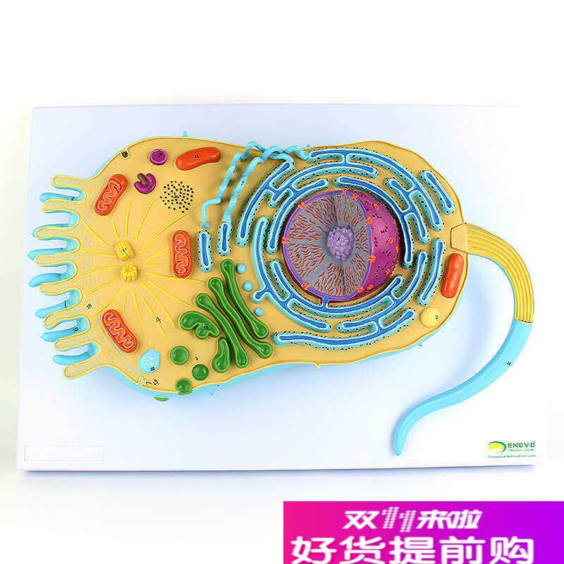 ENOVO颐诺真核生物细u胞结构模型真核生物细胞生物学医学遗传