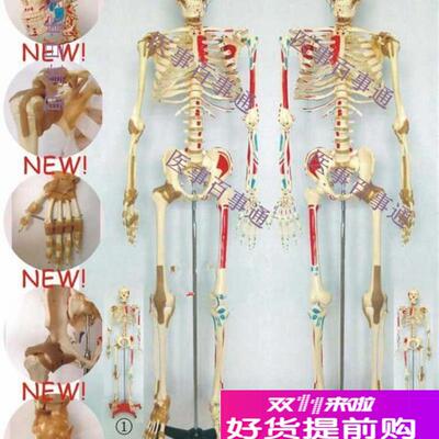 人体骨骼半边肌肉着色半边t附肌肉韧带模型人体Q骨骼模型170CM