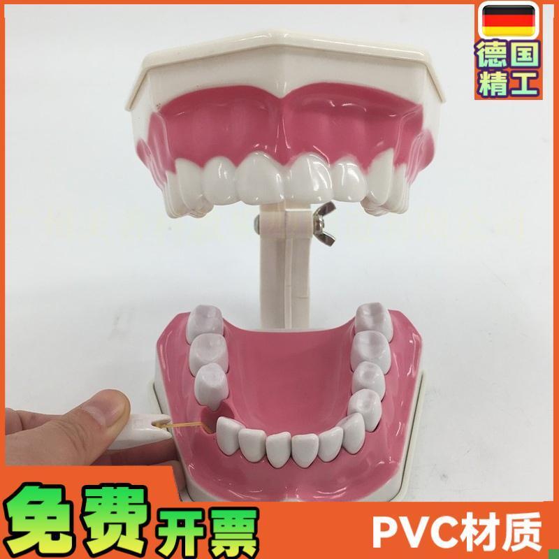 2倍放大牙齿模型可拆教学模型幼儿园儿童刷牙科假V牙模型口腔材料